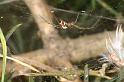 Linyphia_triangularis_D7488_Z_89_NP De Hoge Veluwe_Nederland